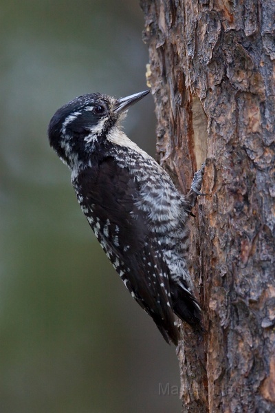 IMG_3884c.jpg - American Three-toed Woodpecker (Picoides dorsalis) - female